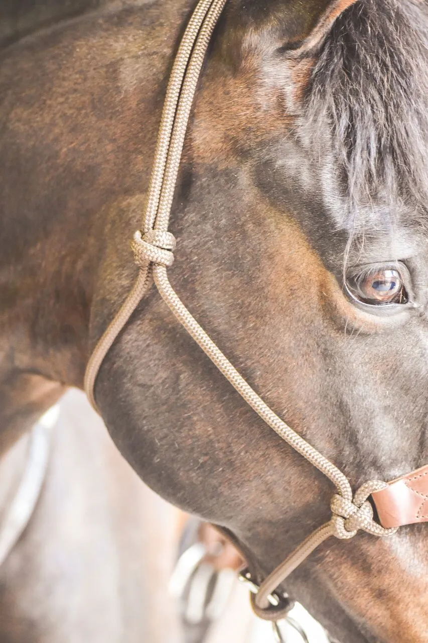 Drovers Saddlery Made Rope Halter with Stamped Leather Nose